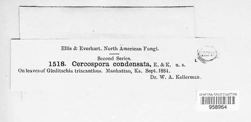 Cercospora condensata image